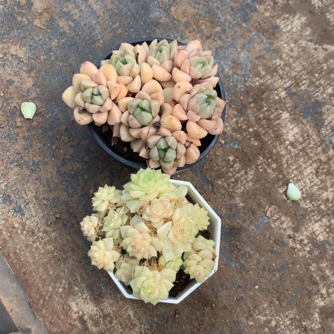 人工增加灌溉费百分之一