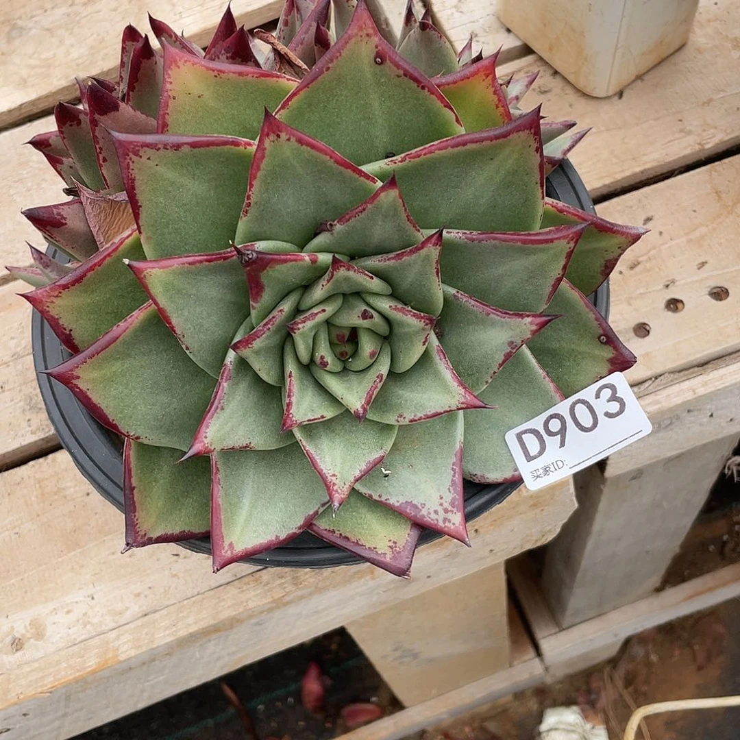 若如东云组拍D903