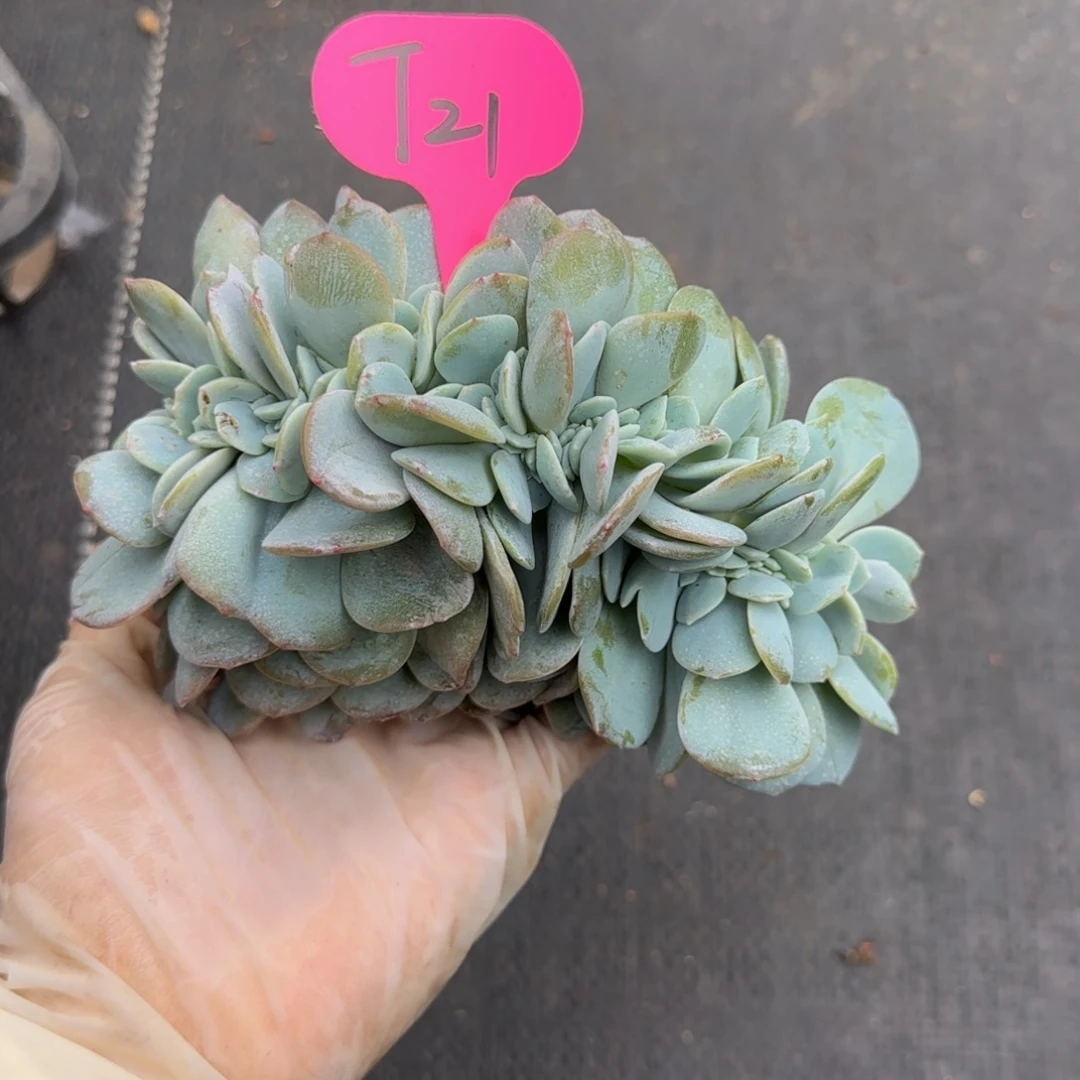 ＊***＊T21啊阿啊阿啊阿啊