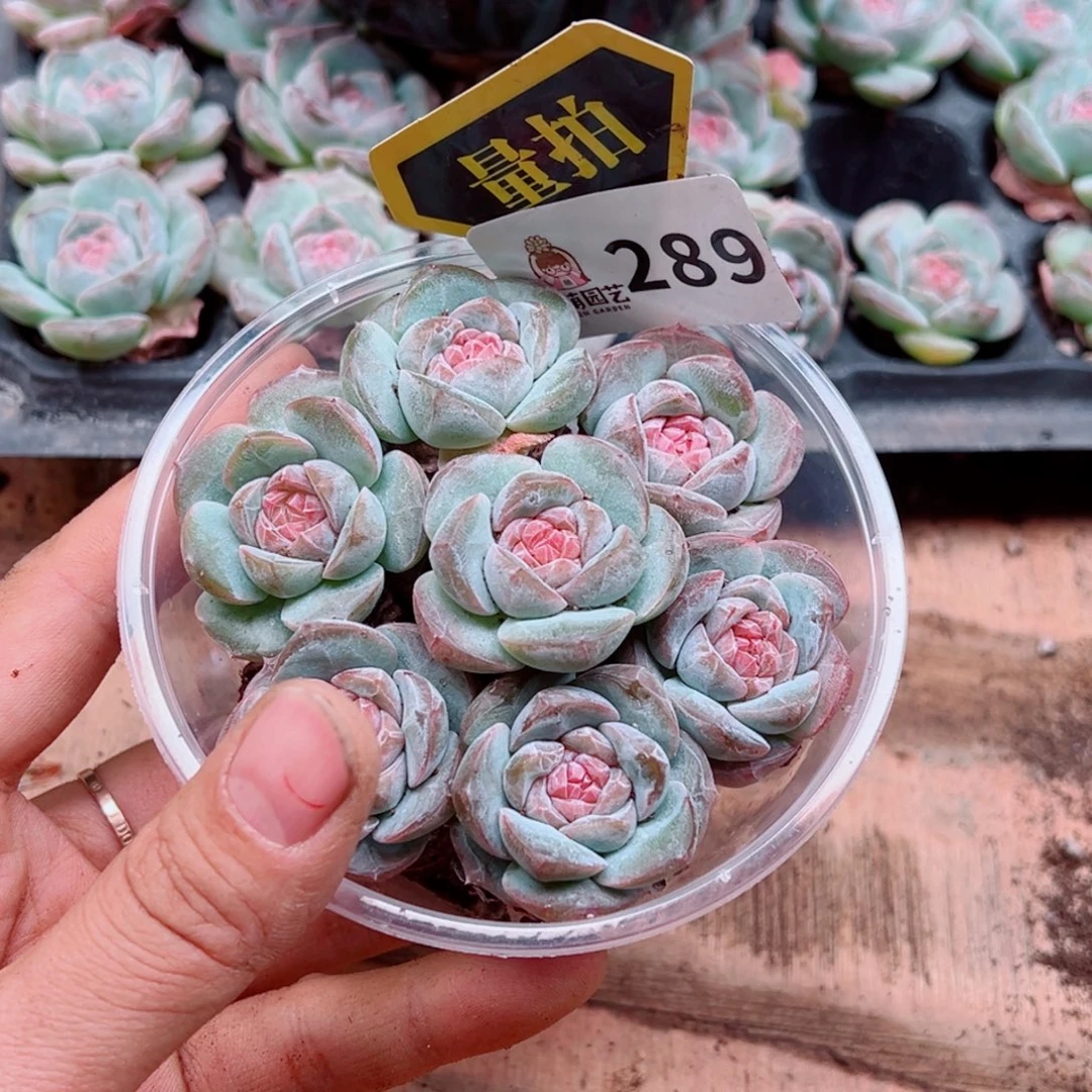 多肉植物多肉植物