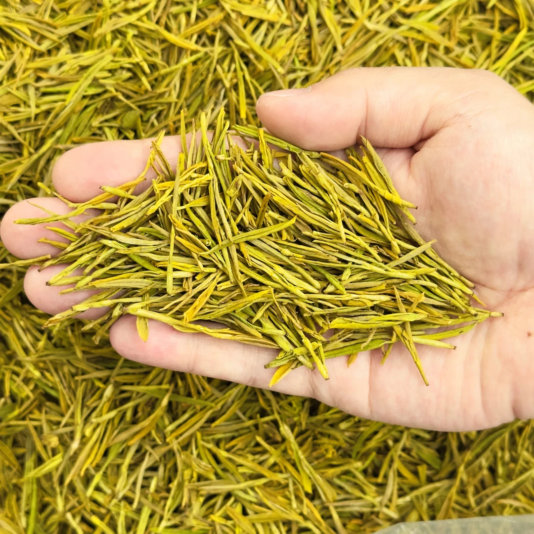 2025年新茶明前黄金芽豆香味鲜爽回甘浓香耐泡滋味浓厚黄金芽茶叶
