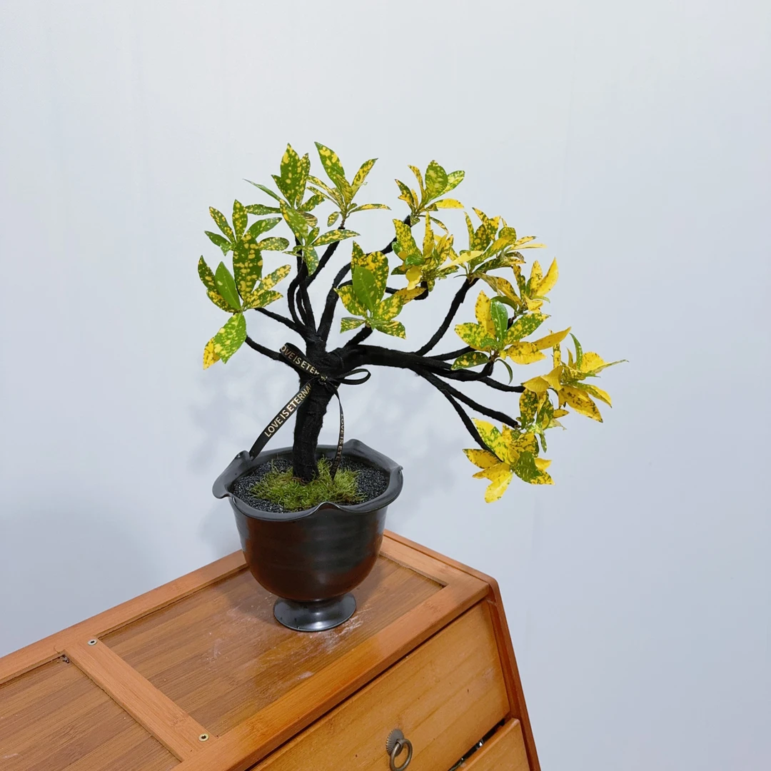 【风吹洒金】洒金木盆景黄金万两室内庭院招财好养绿植花卉