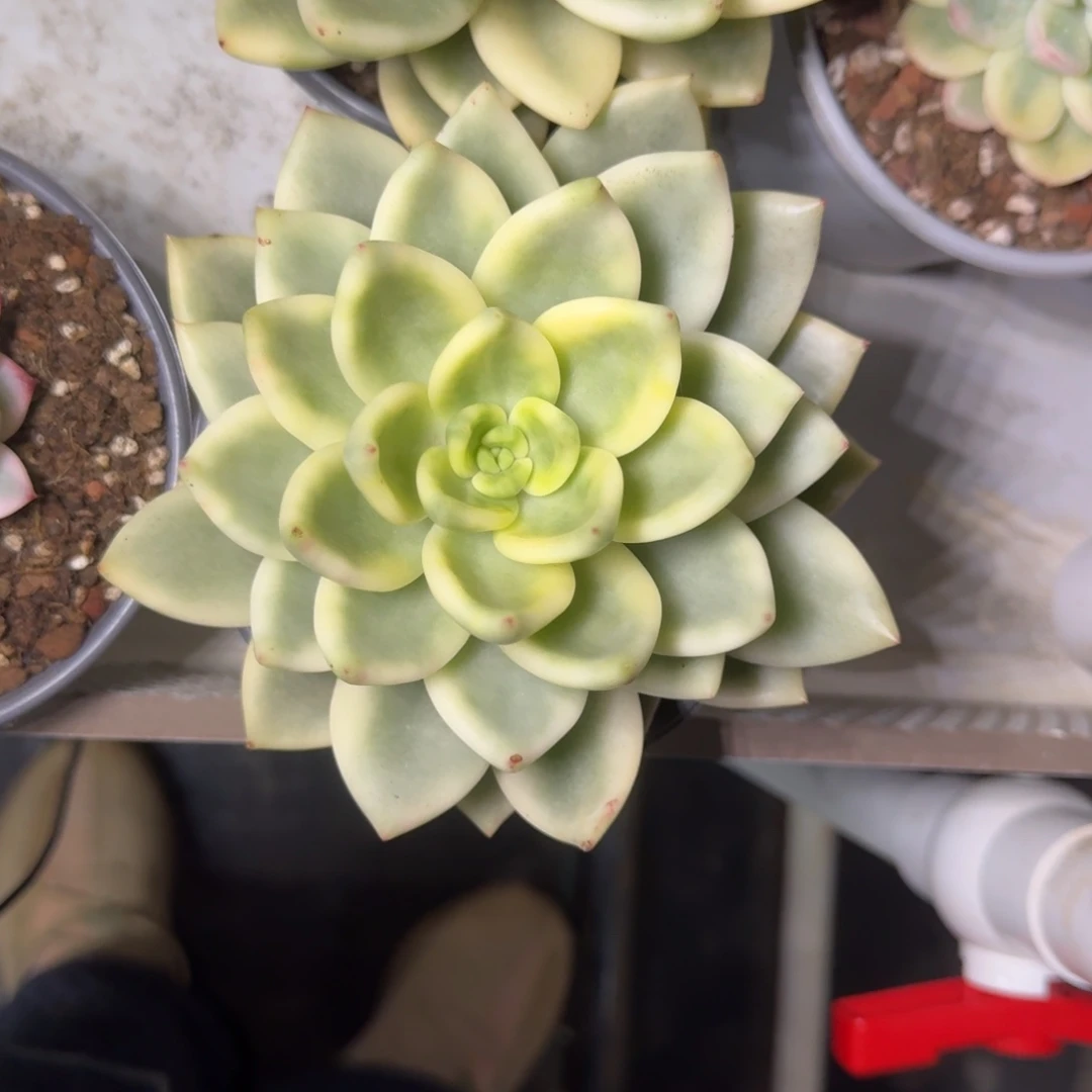 祝枝松 锦 一物一拍