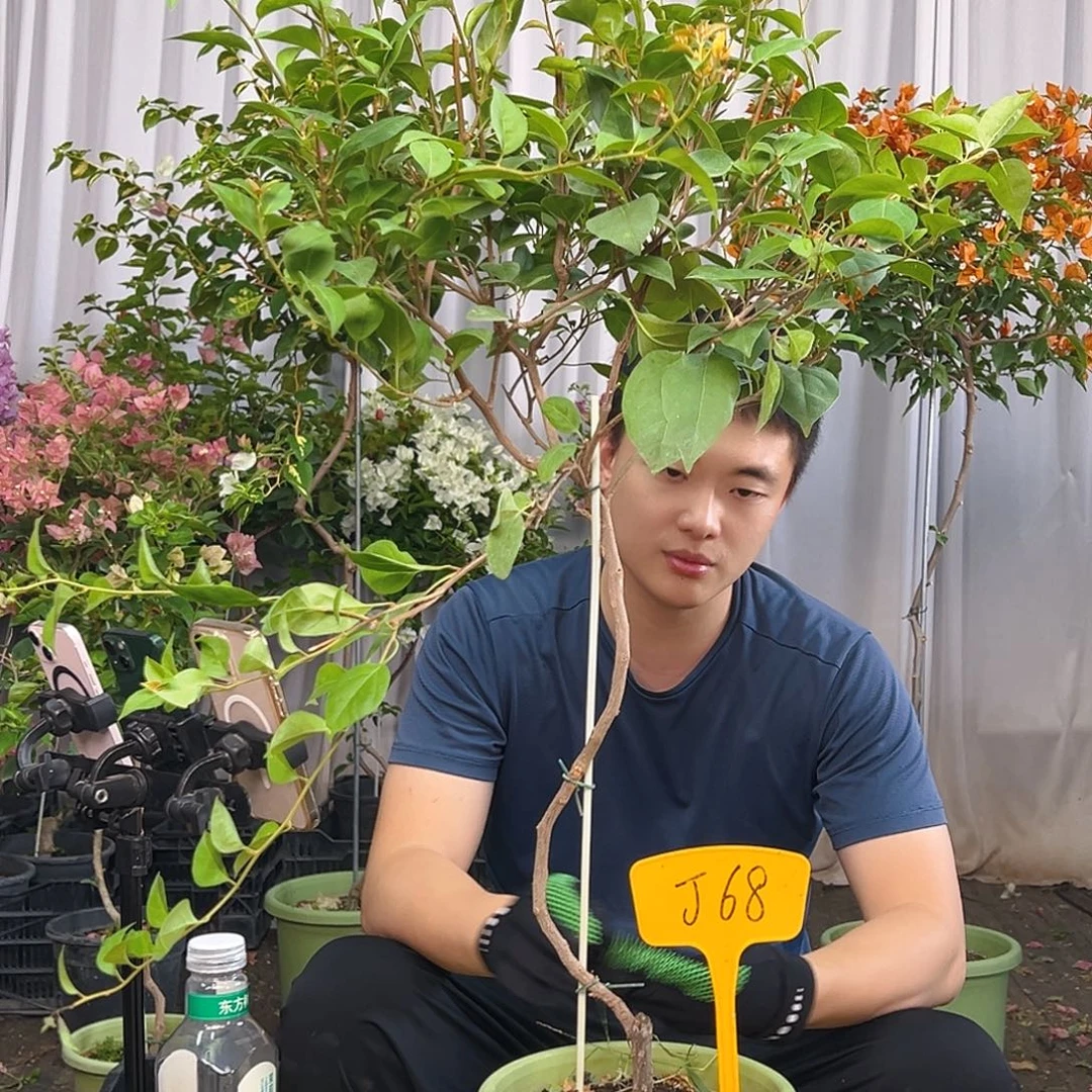 玉***米当前无花栽培后可以开花J68金发