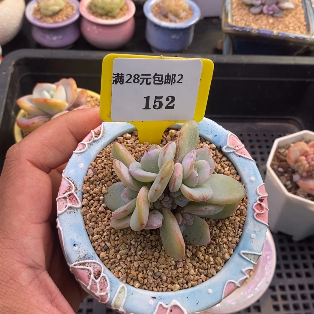 ?****s2152奶茶群多肉植物……
