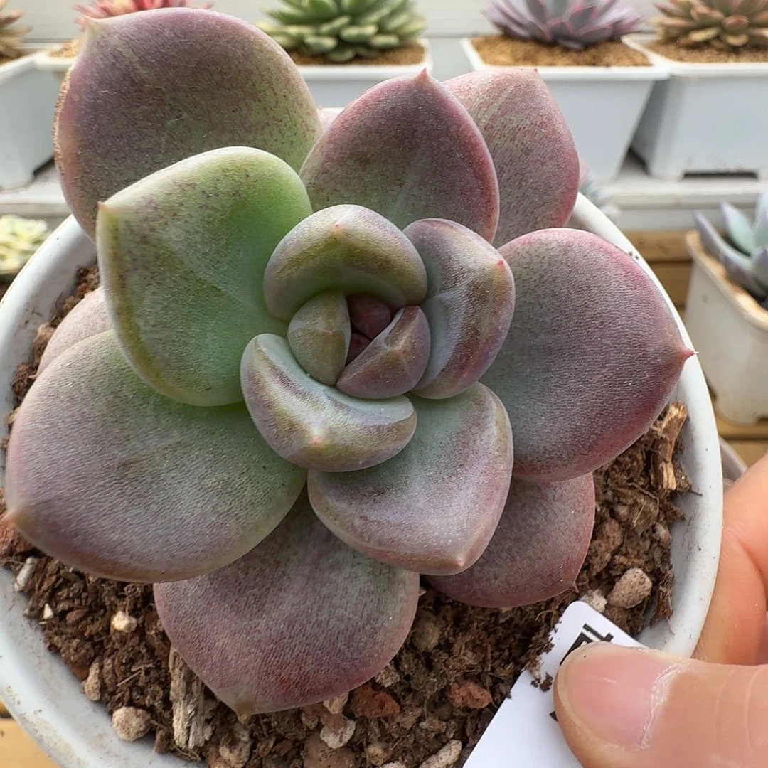 黑魔王1111105-243