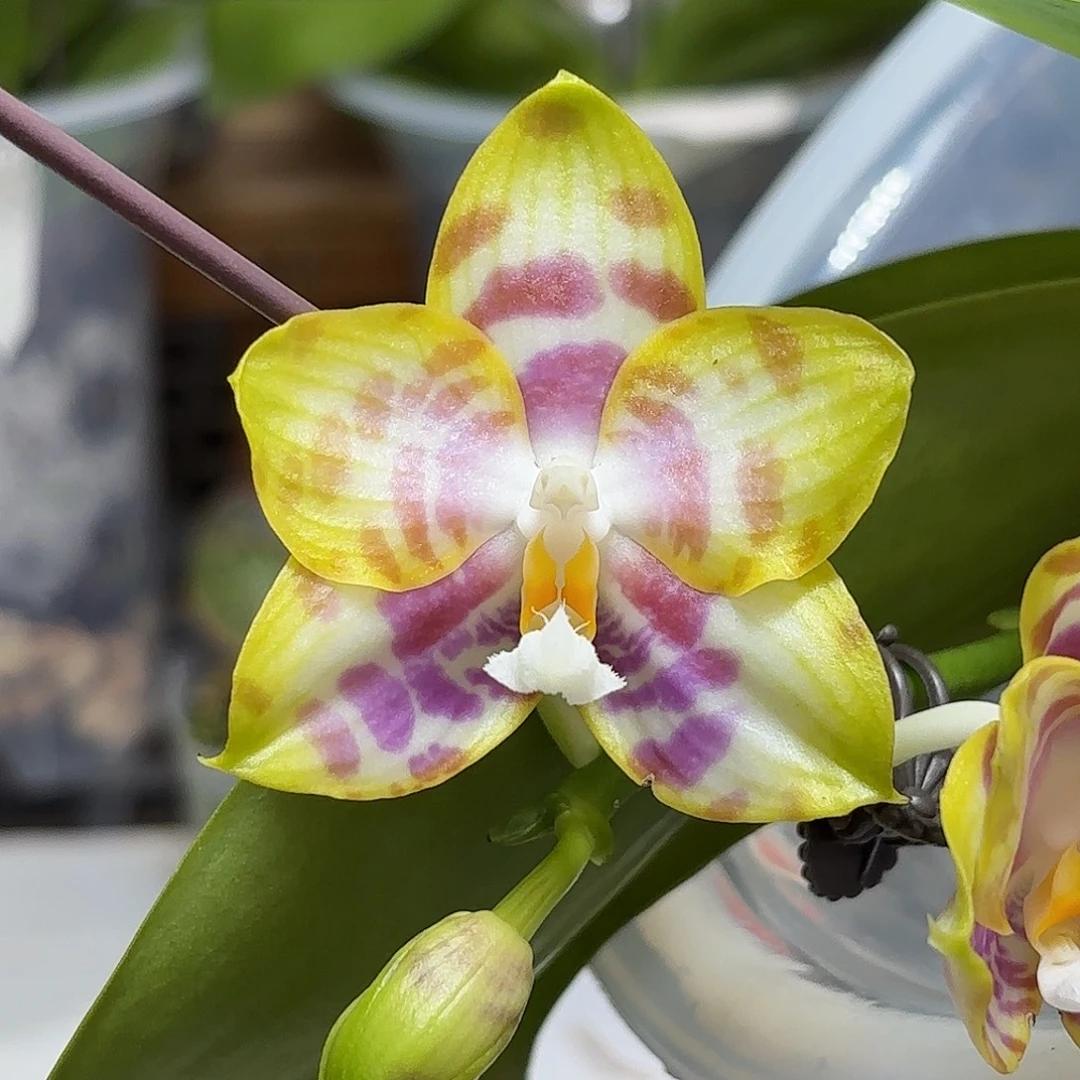 大部分花苞少量开放红情歌