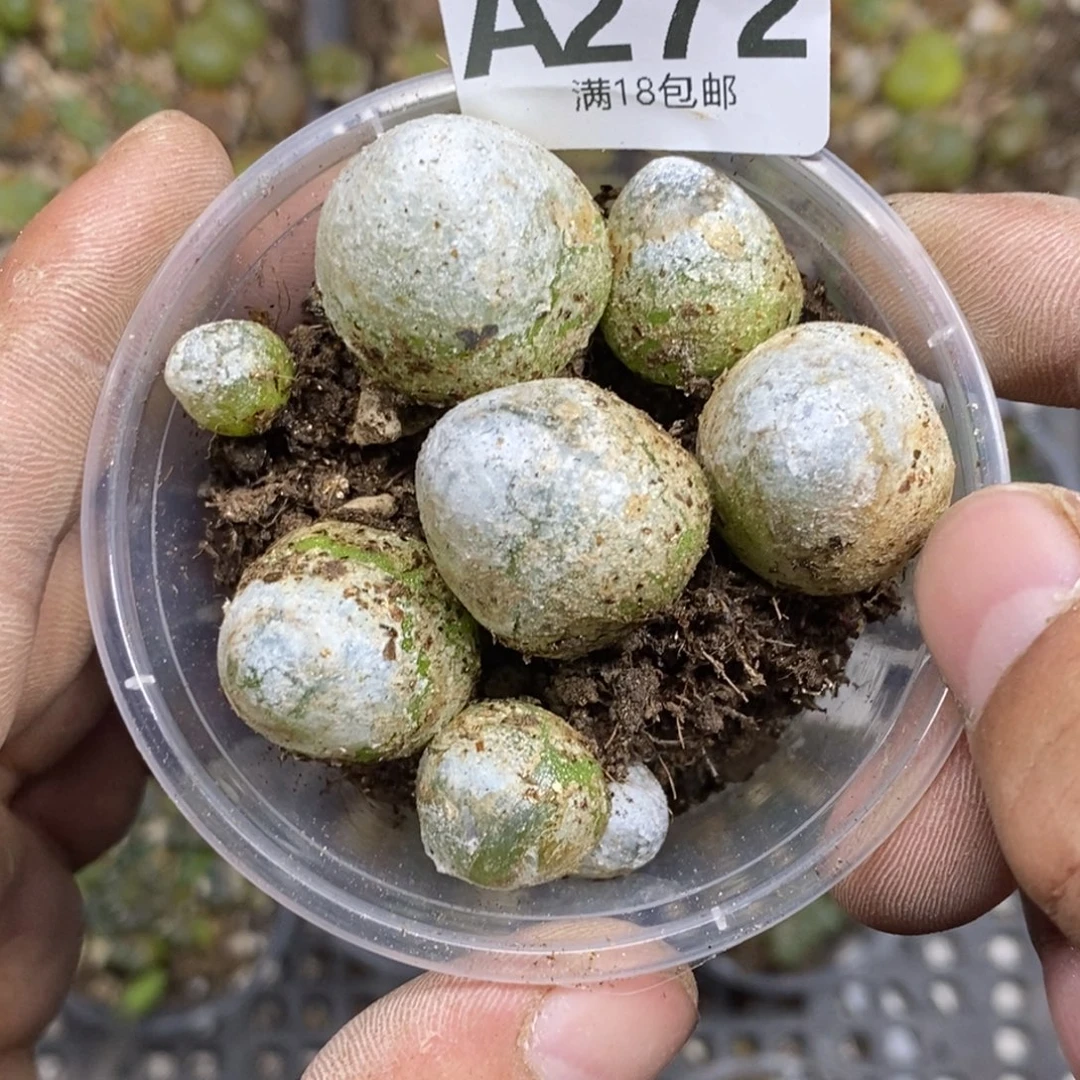 w***4272多肉植物多肉植物