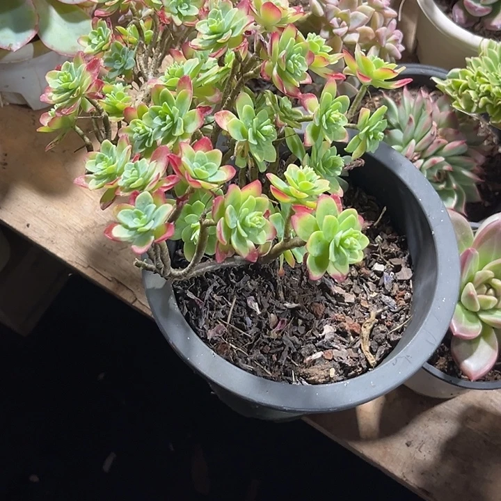 c***j000000000000000000319