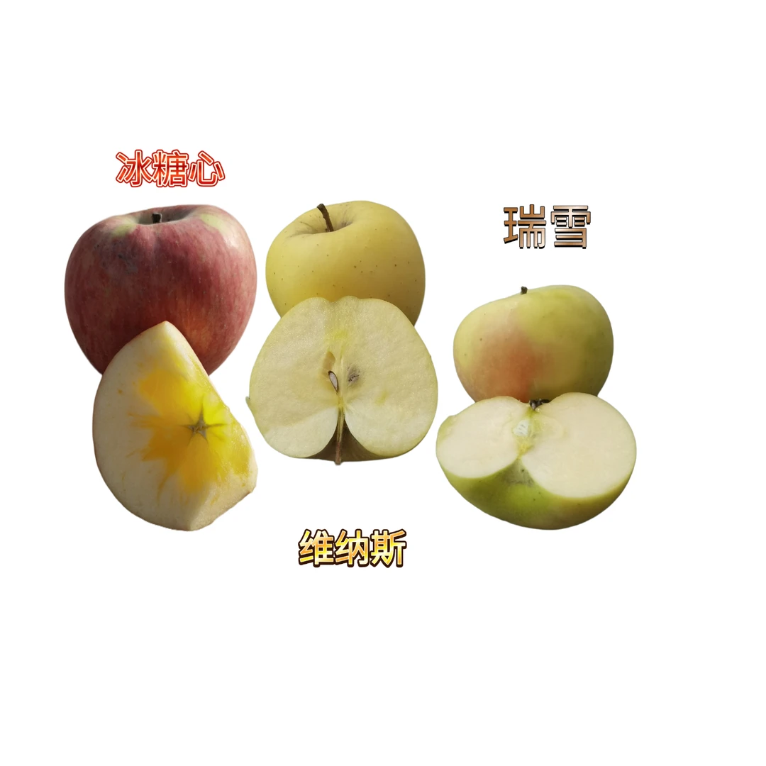 新疆三色苹果（瑞雪+维纳斯+冰糖心）原产地顺丰直发