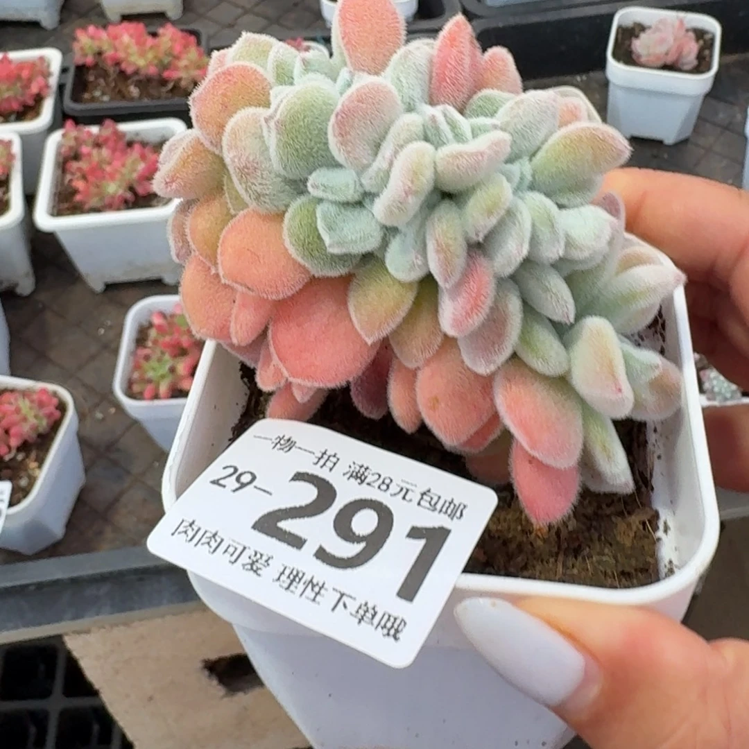 雪晃星缀化无盆土发货