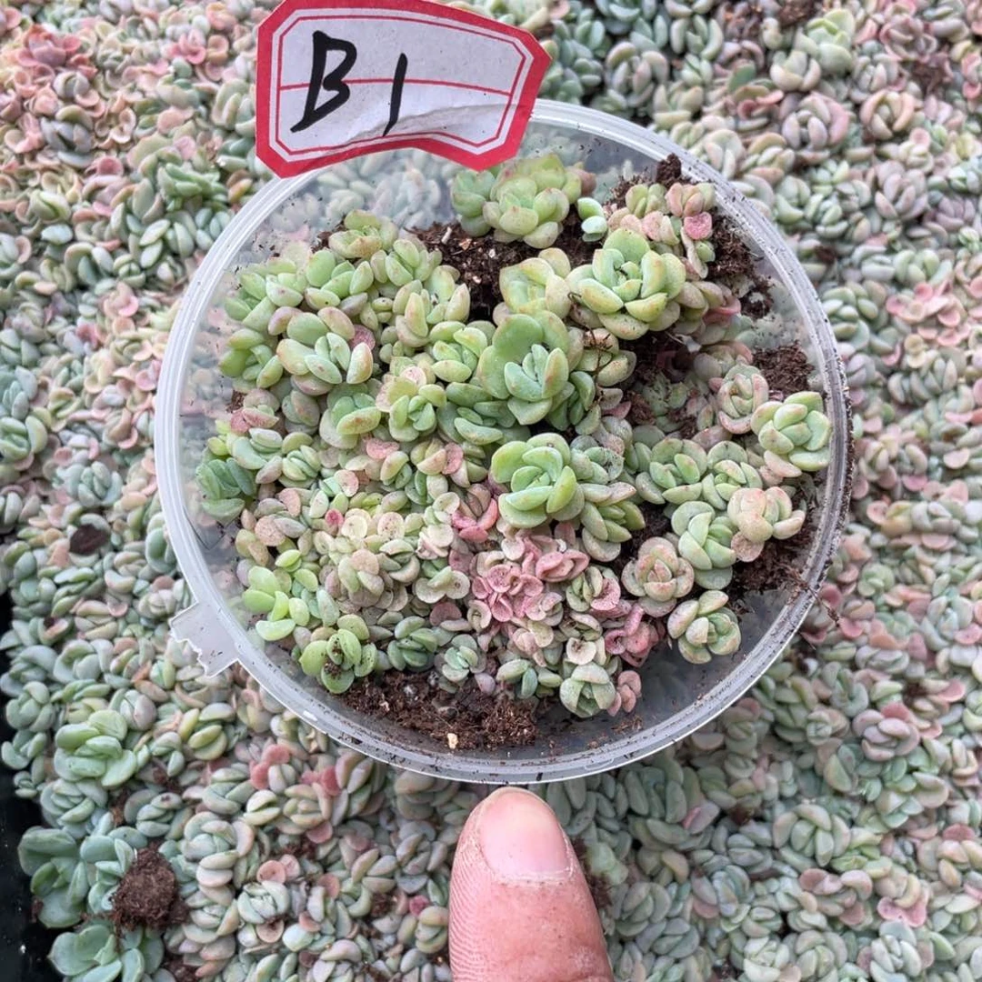 b1胖宝宝白心珍妮切糕包邮