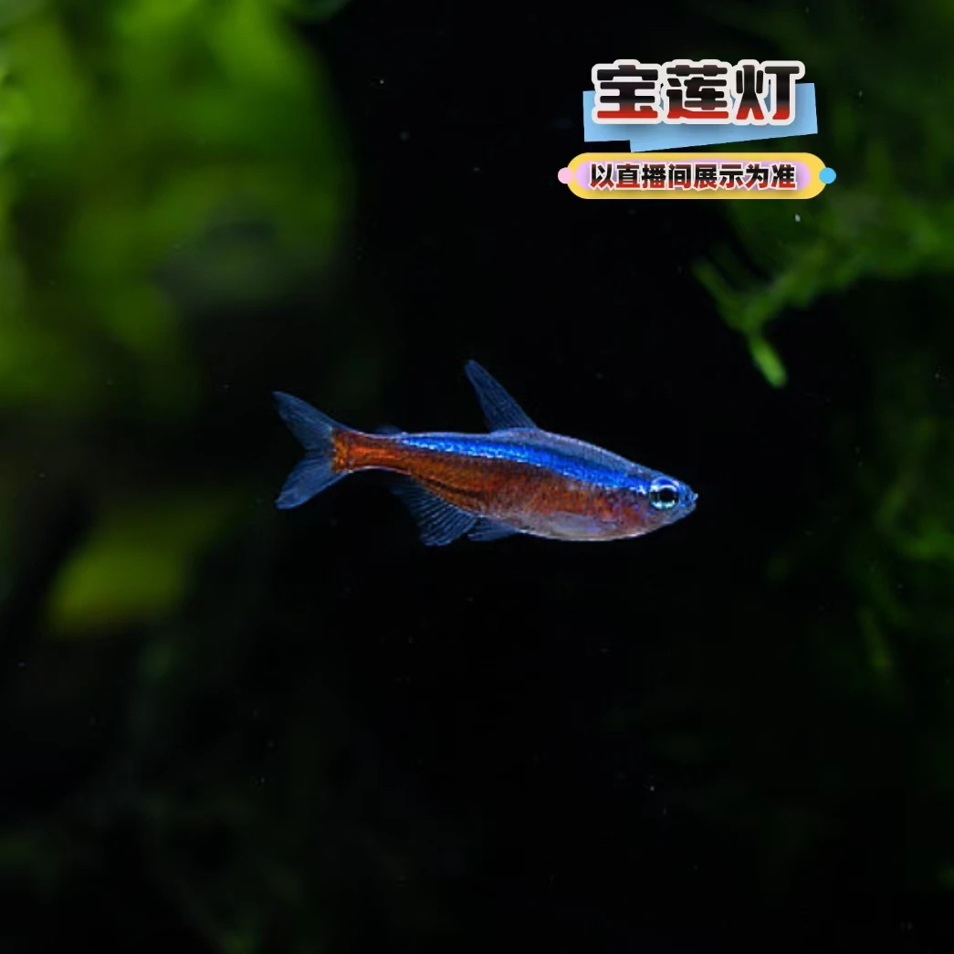 拾悦观赏鱼 宝莲灯小型热带淡水观赏鱼灯科鱼活体群游