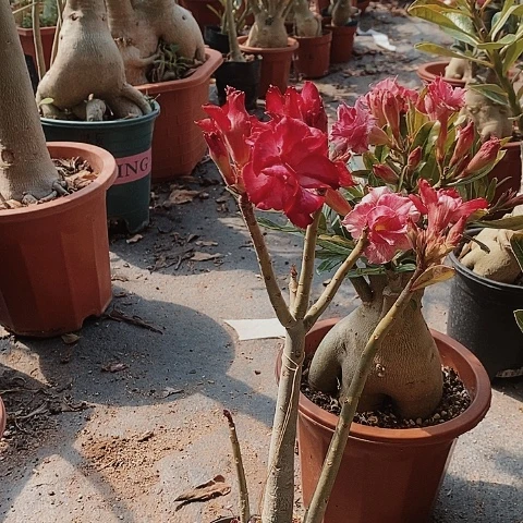 【闪购商品】用****7绿植