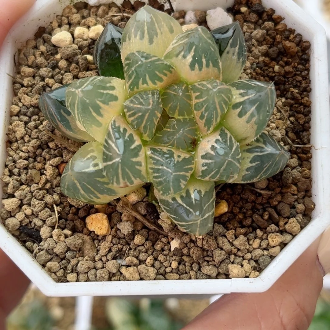 443糊斑龙爪玉露锦哈哈哈哈哈