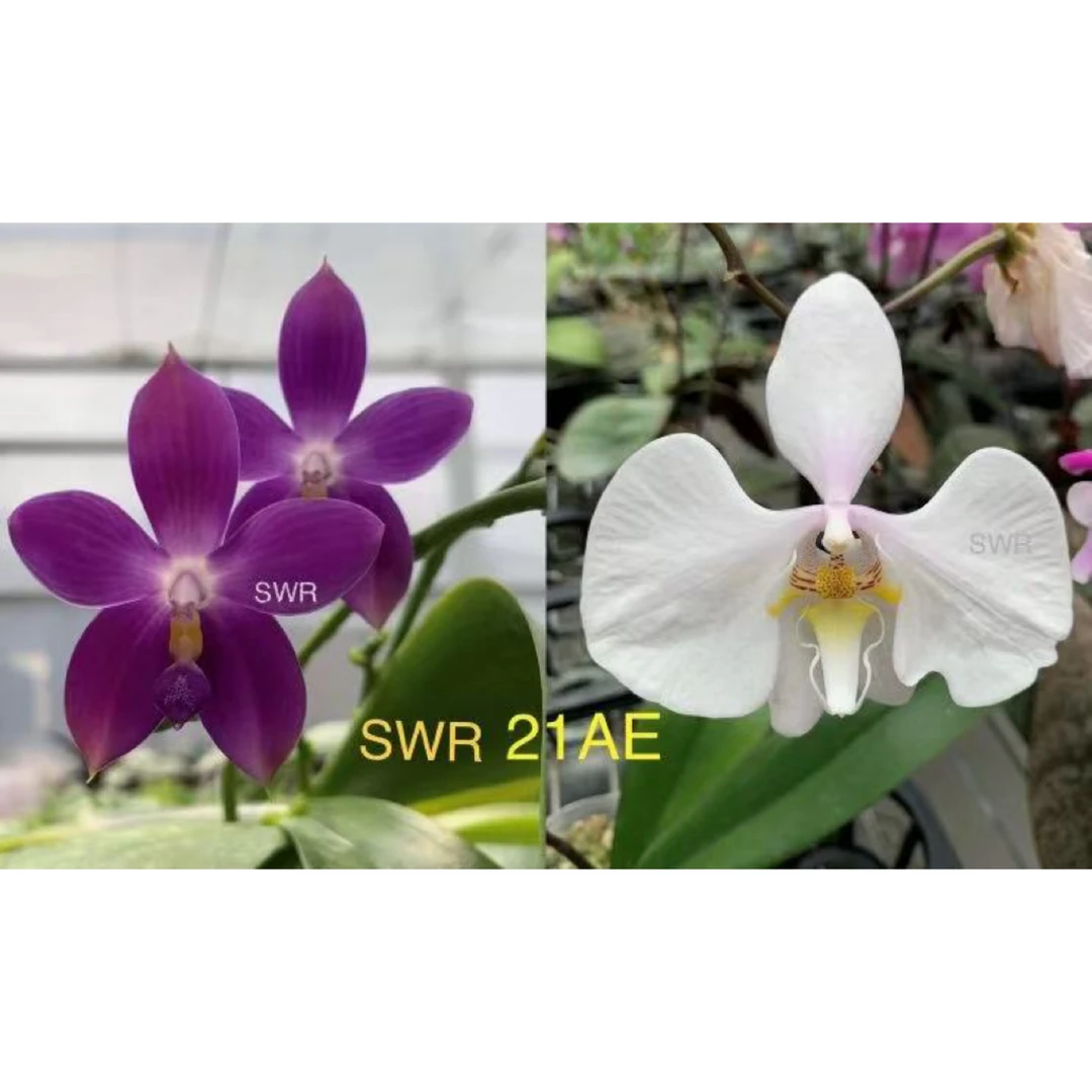 花农杰哥原生种珍奇类蝴蝶兰直播专用SWR21AE