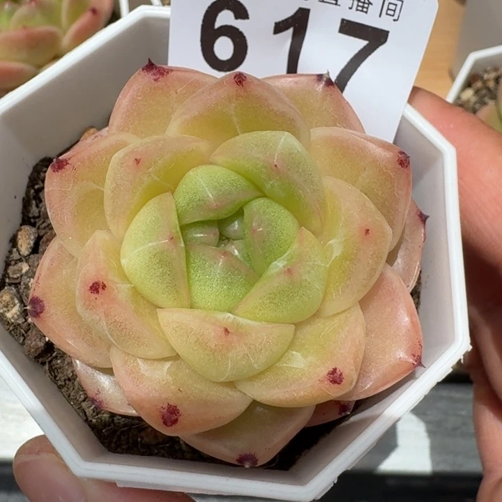 m100            多肉植物