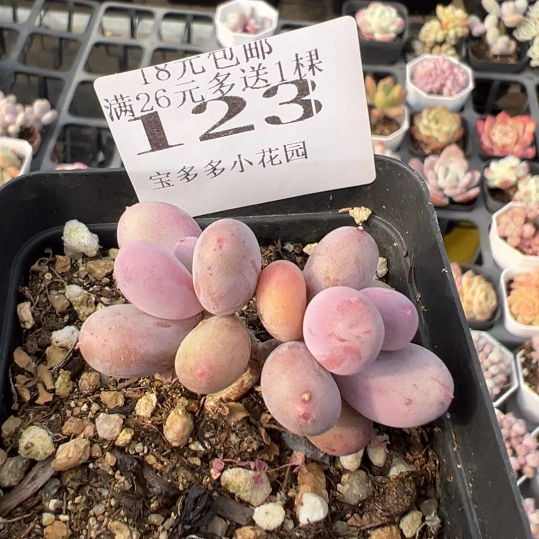 123号双头彩虹奶酪一物一拍满18包邮