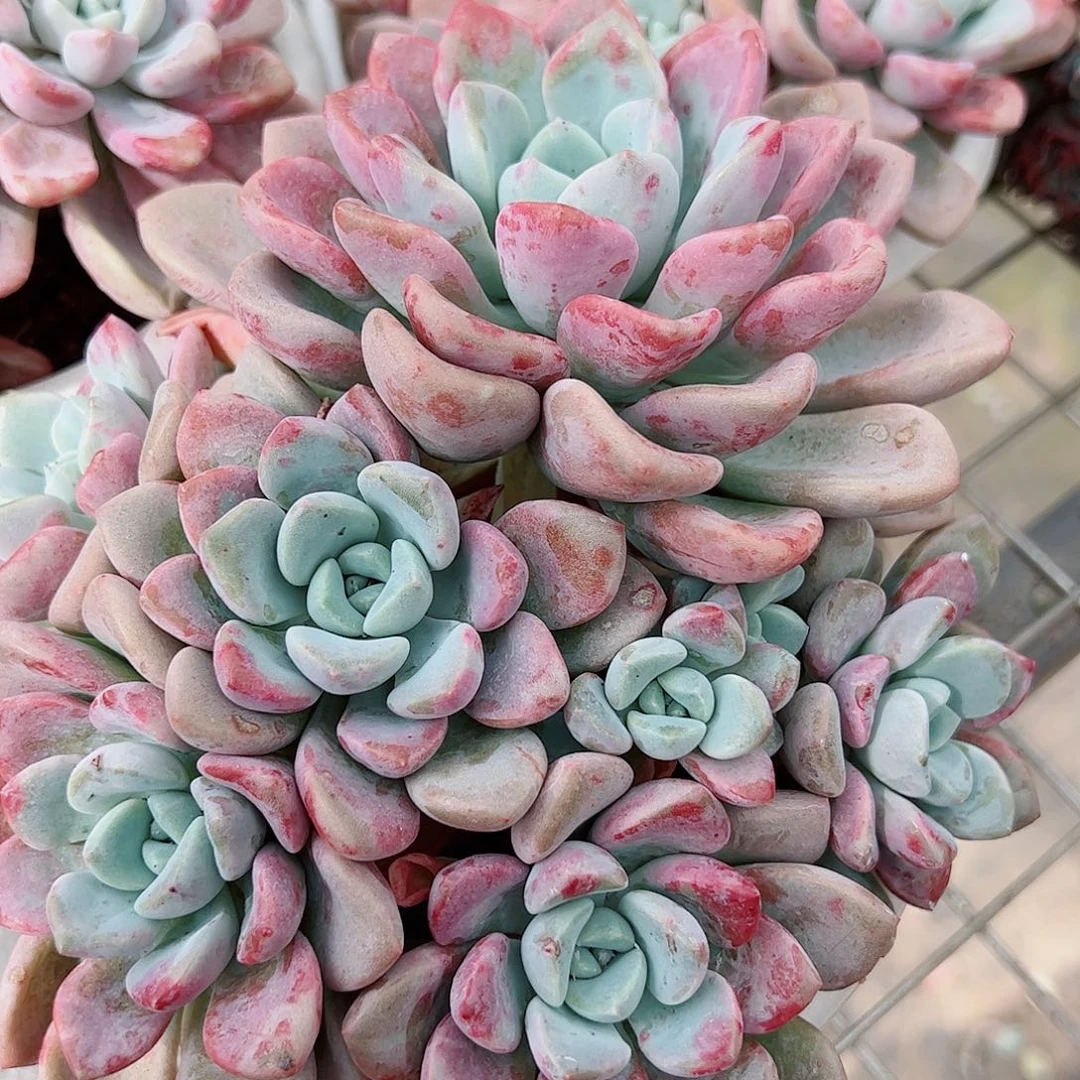 花斑露多头群生老桩