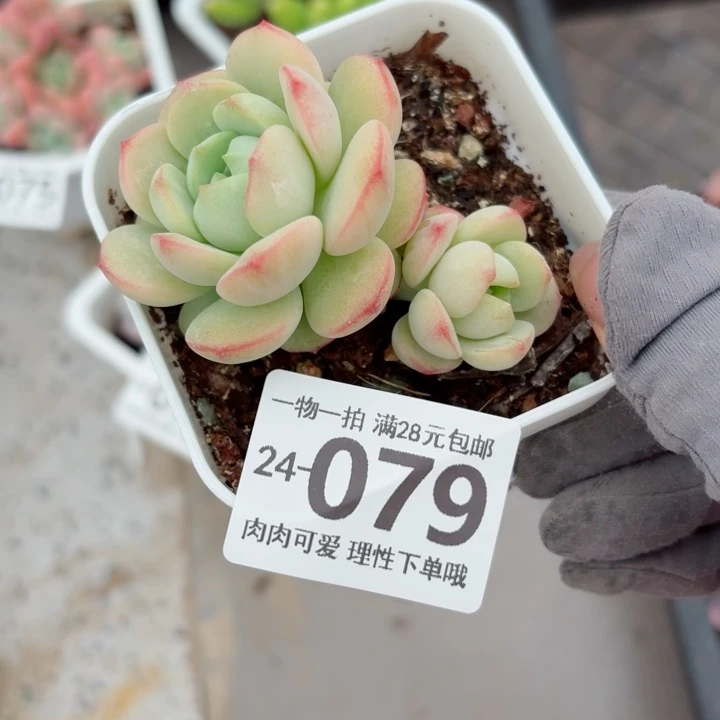 白底香草无盆土发货无盆土