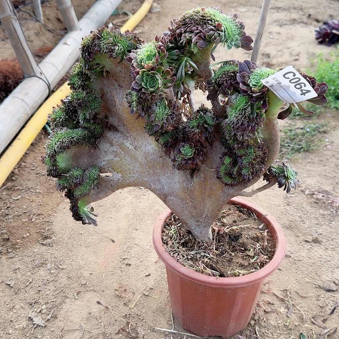 064嘉年华有伤一颗