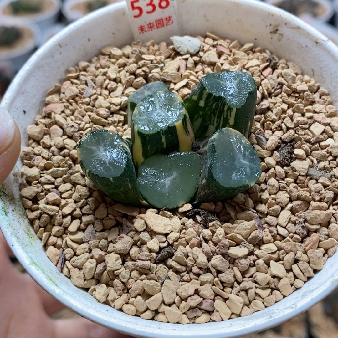 538山之翠万象锦一物一图
