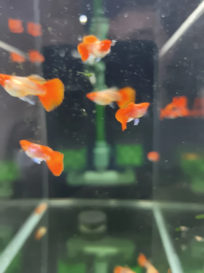 深海蓝贵族球白子孔雀鱼2对