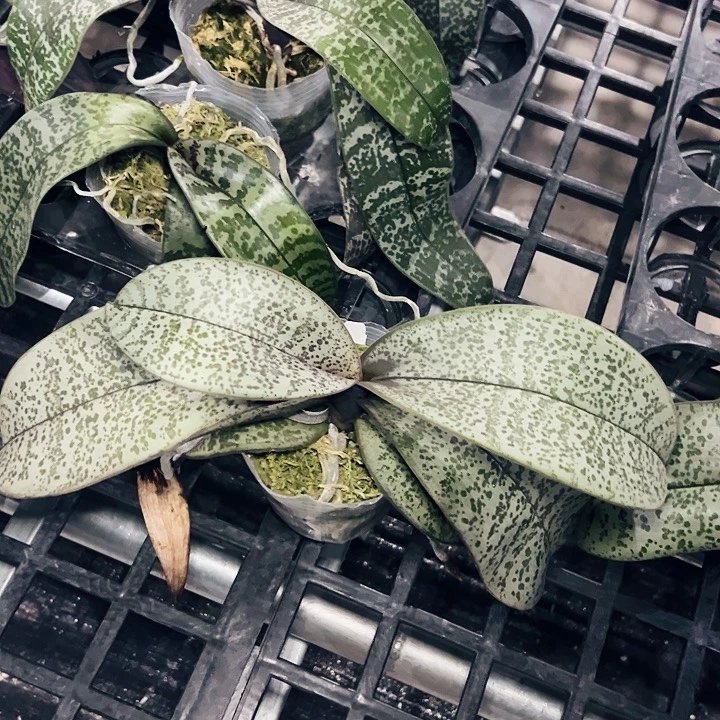 z***5不开花植物西蕾丽3.5