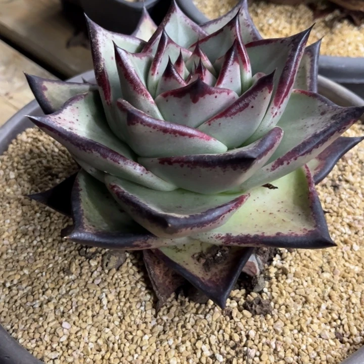 特殊款大宽叶111111