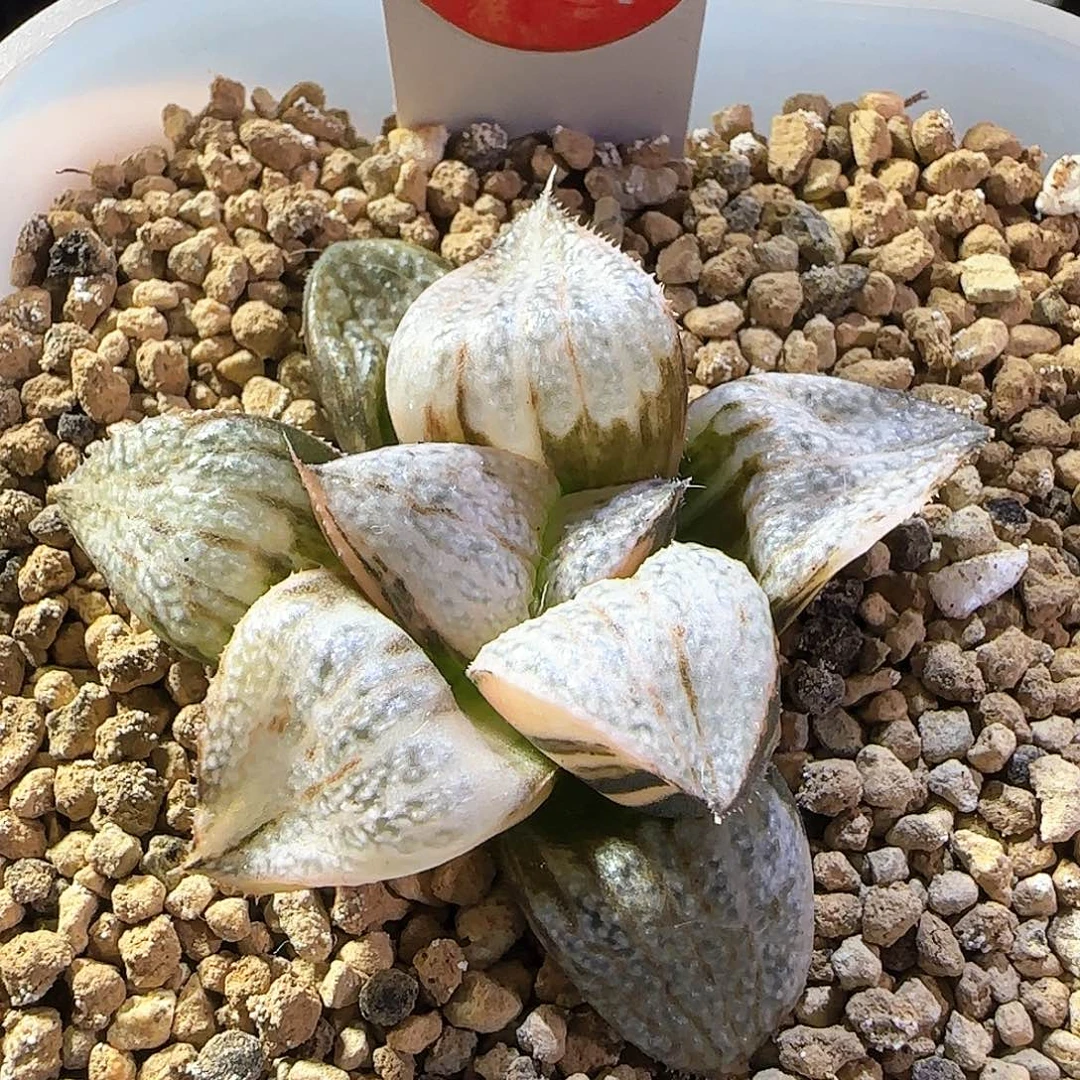 204号大型丸叶青蟹锦一物一拍带盆土