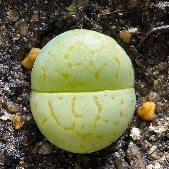 生石花11111111。   160