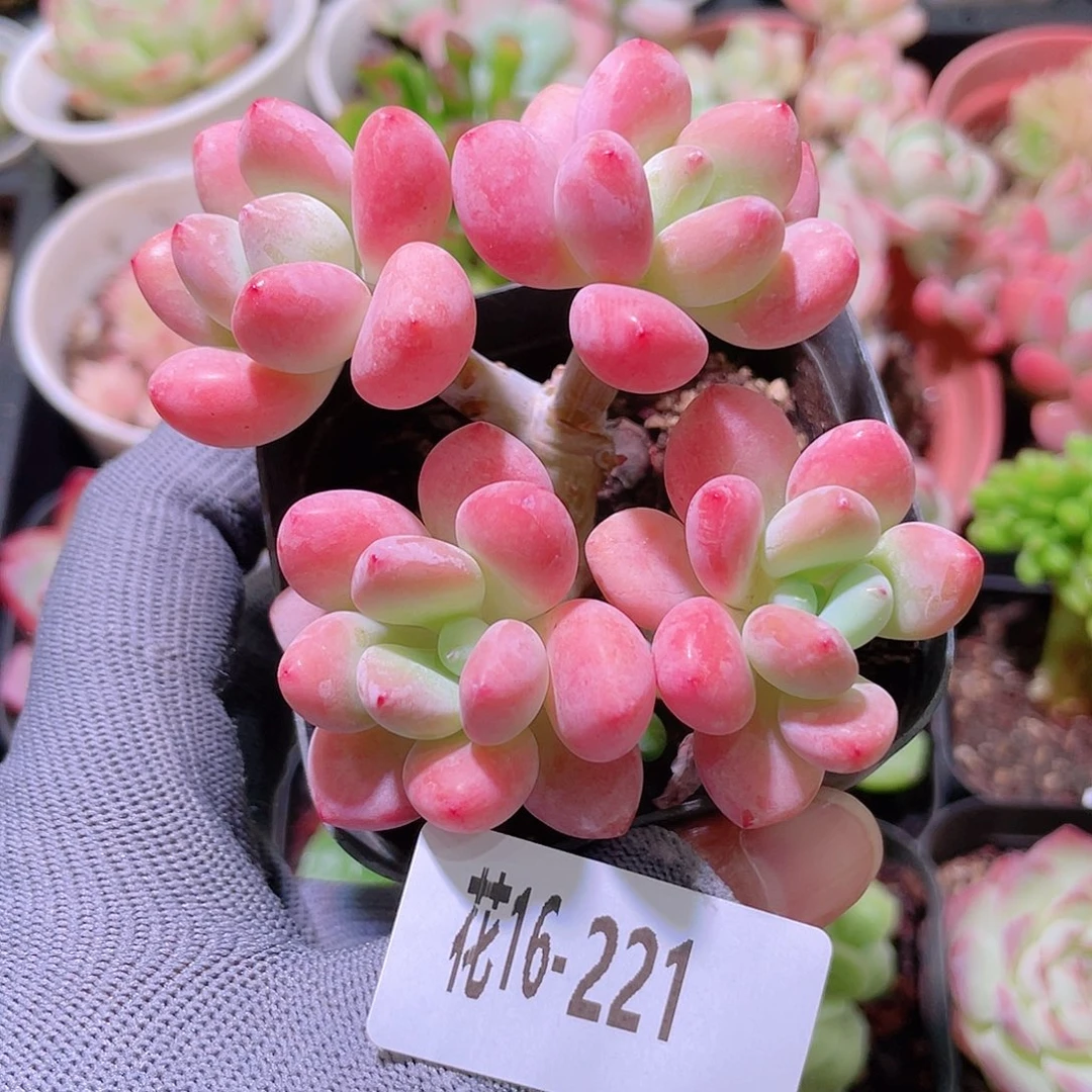 花利美16-221洛神群
