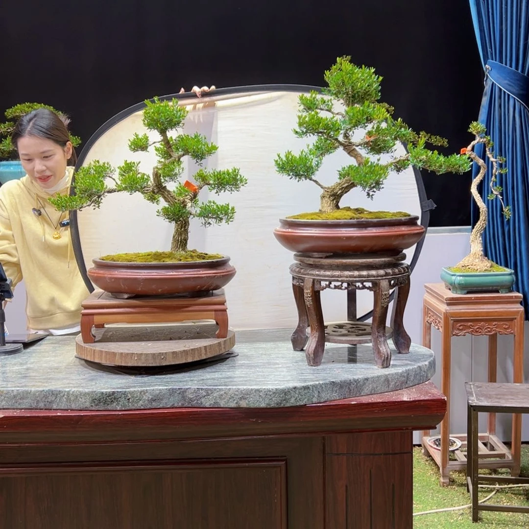 绿植黄杨盆景盆景