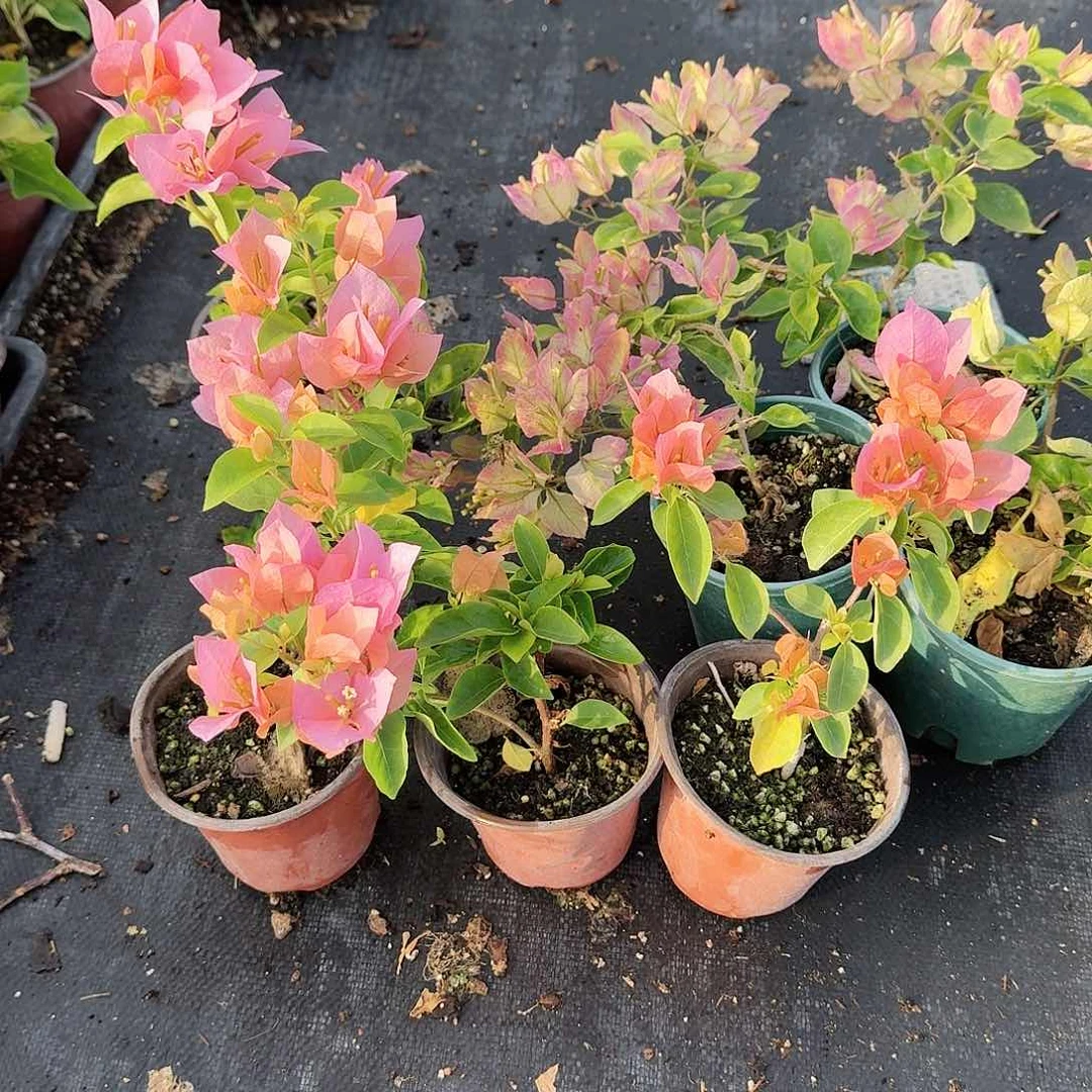 完全开放抹茶和粉苏