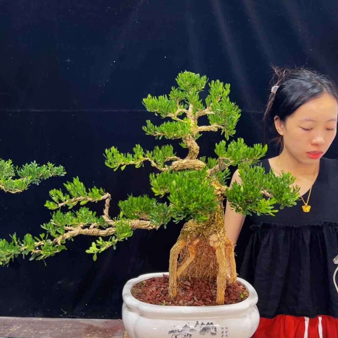 无花朵广东黄杨四季常青