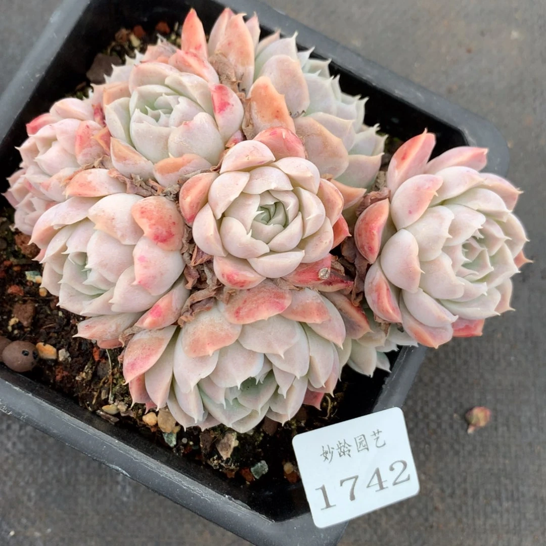 1742杂交精品基地13厘米