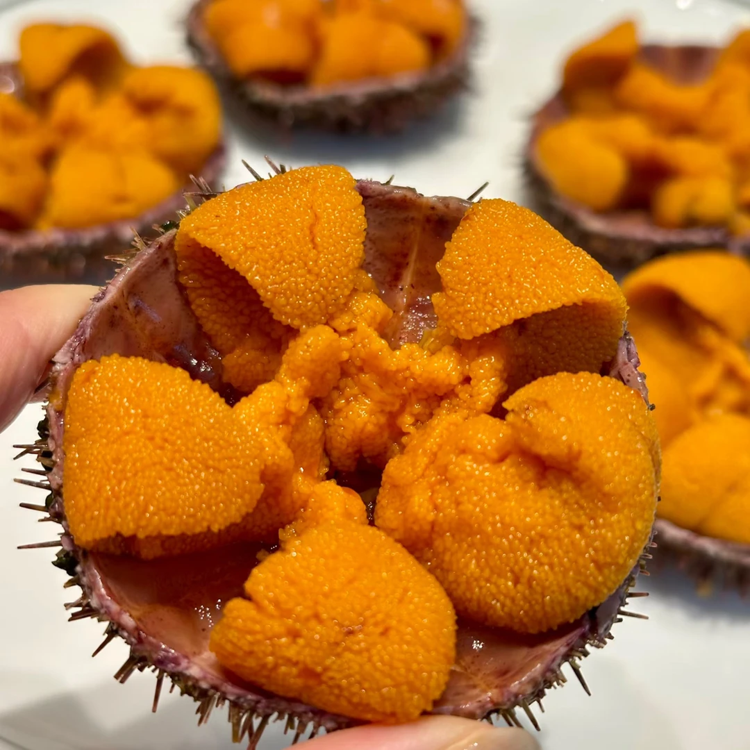 汕尾本港野生海胆 刺身品质天花板级别 营养价值绝绝子！