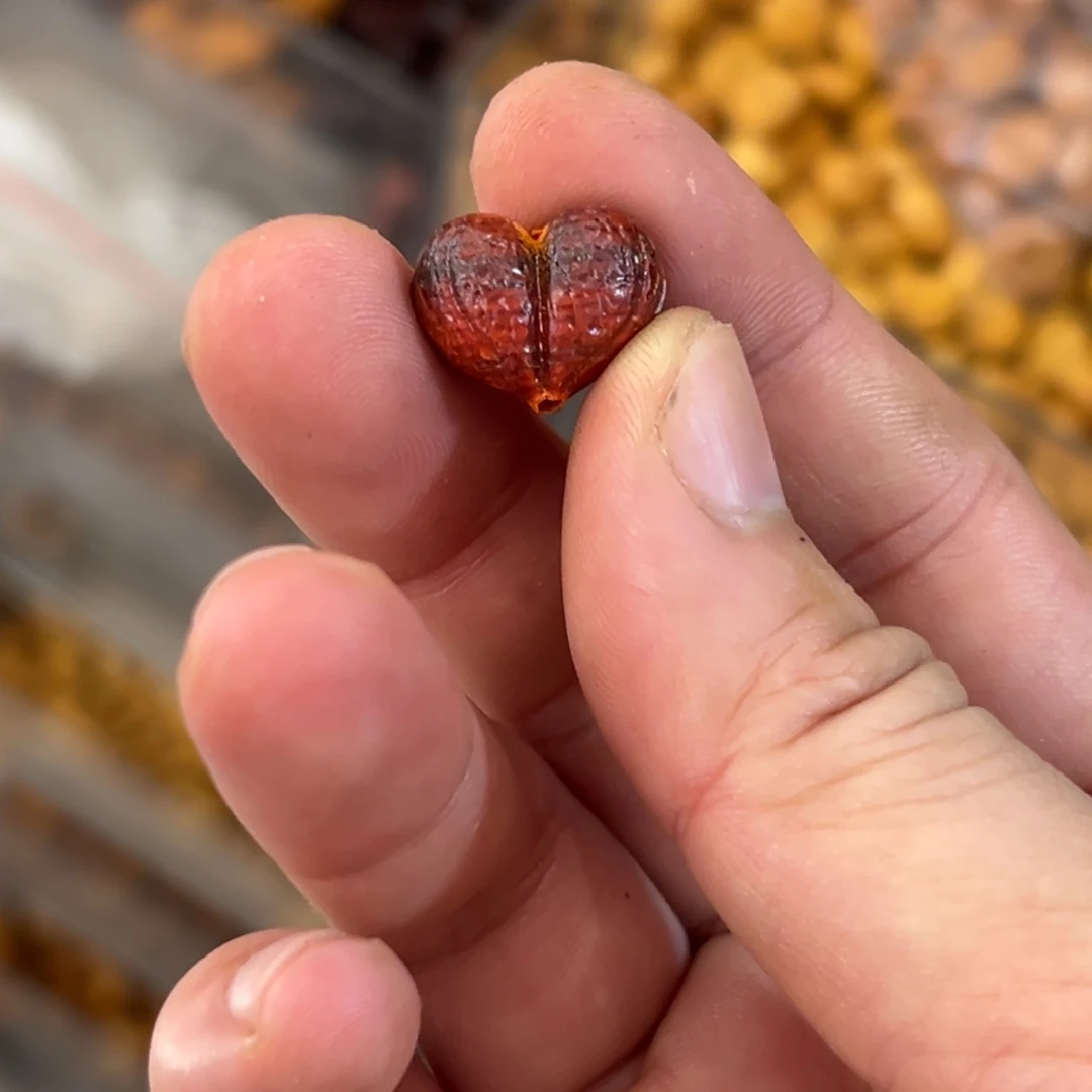 破布木（黄金檀）手串/手链