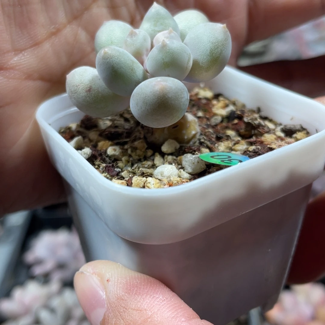 溜溜球奶酪多肉植物