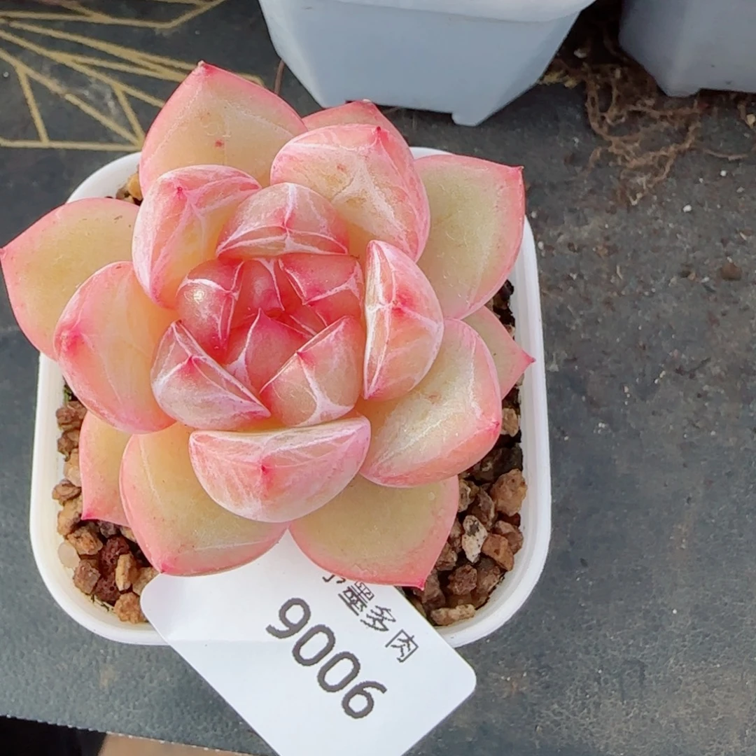 璇玑珍妮，9006多肉植物