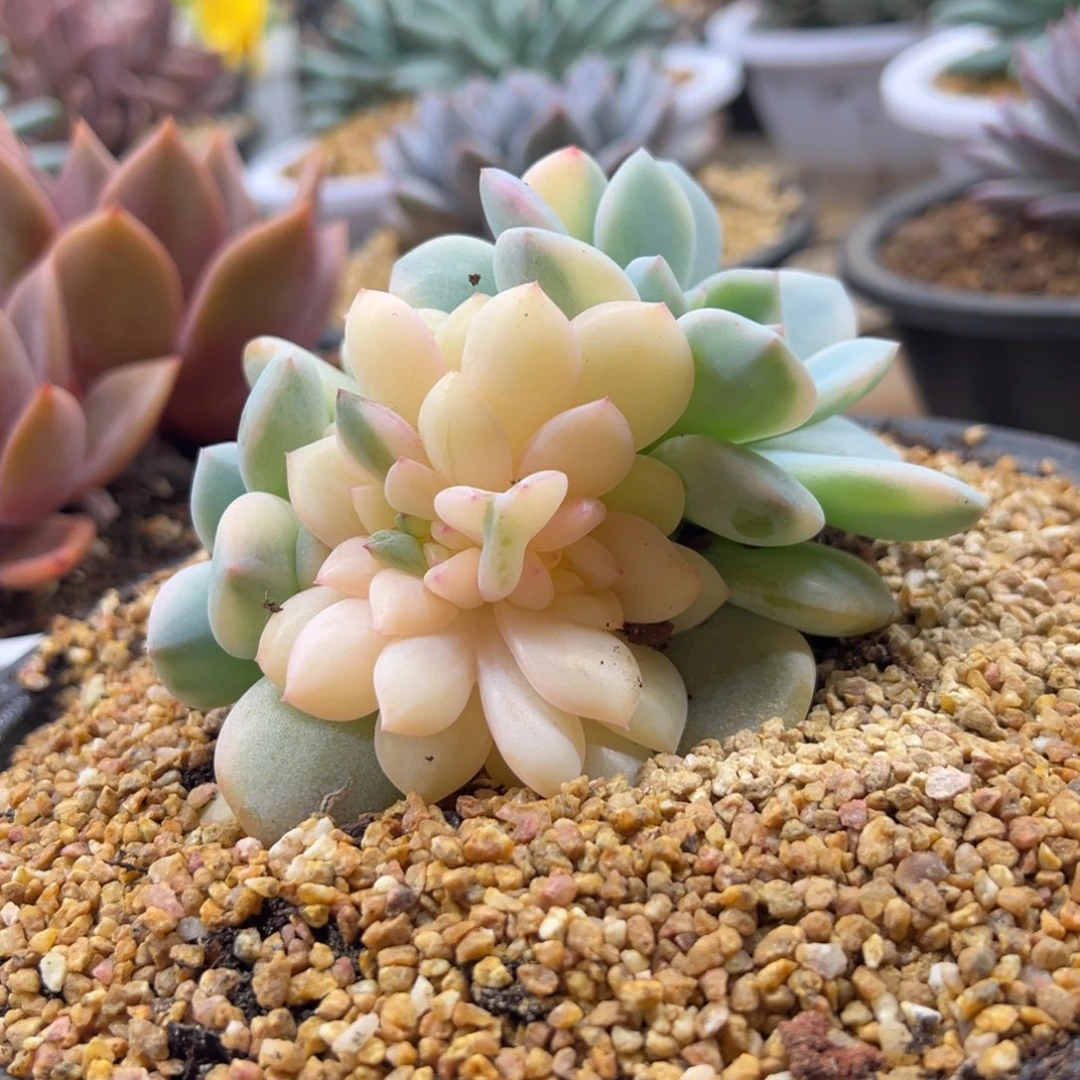 橙梦露锦 夏鸣园艺