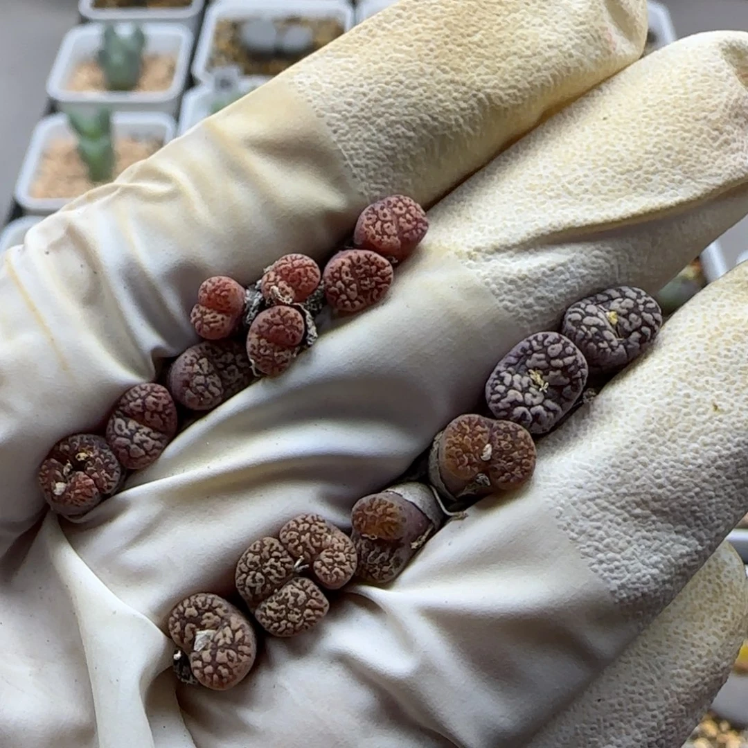 10-27-532当天满38包邮福利马克实生实生一手尺寸小脱土