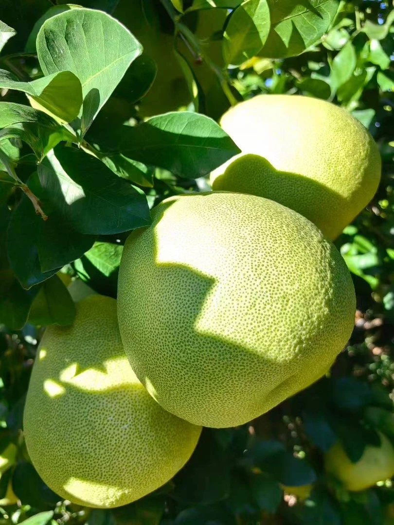 5斤装 度尾红心文旦柚精品果_30年老树文旦柚