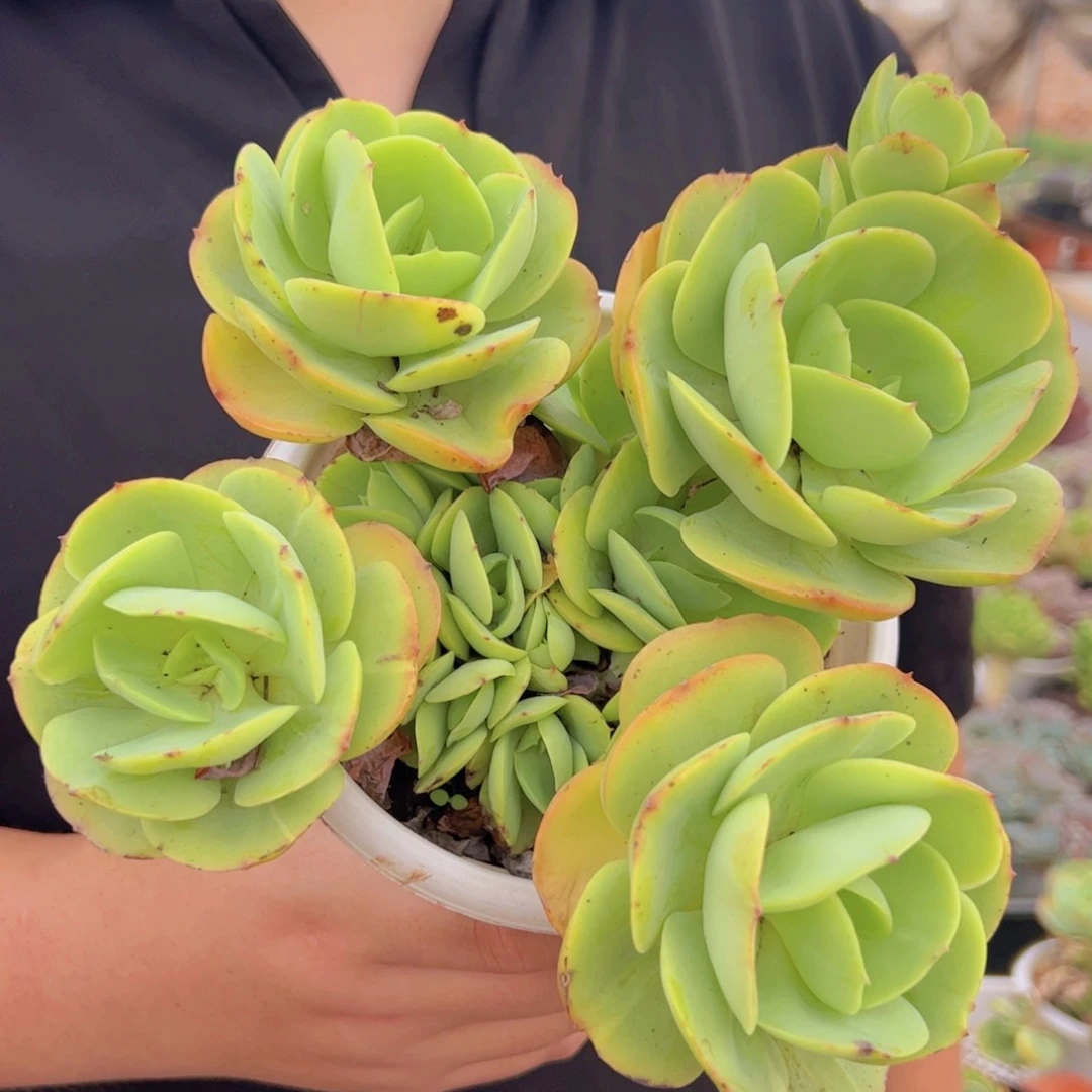 鸡蛋碧桃四头起发