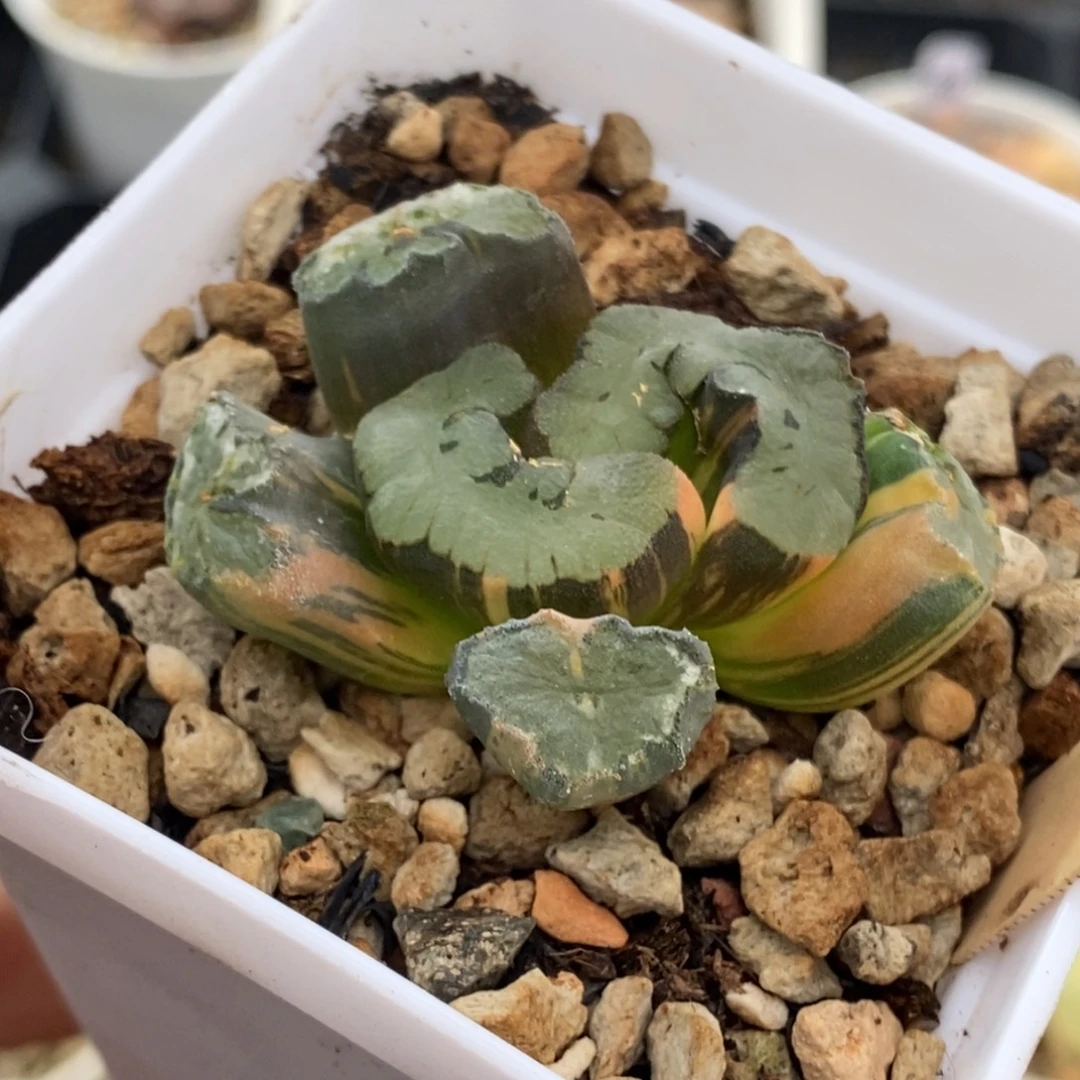 696号万象锦带盆发货多肉