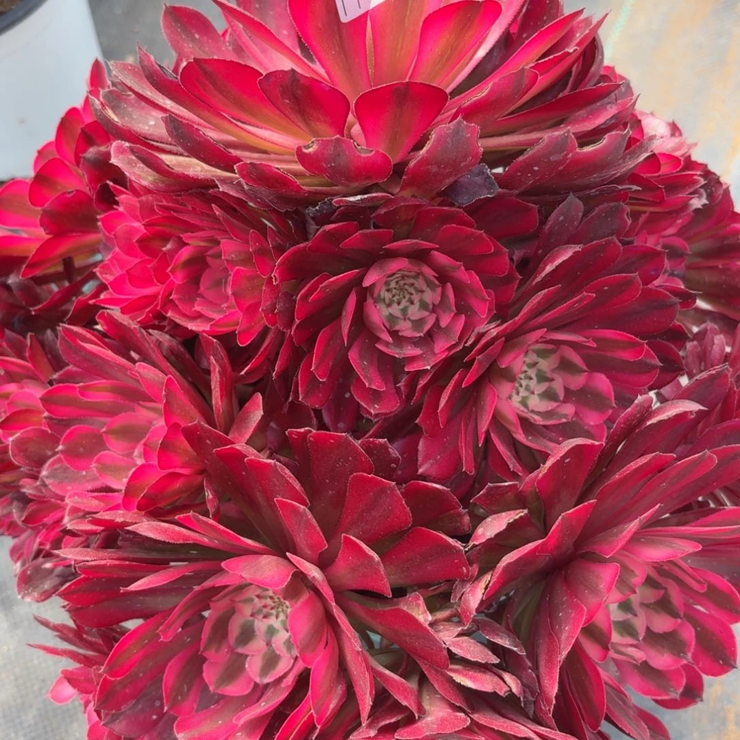 003大红白多肉植物