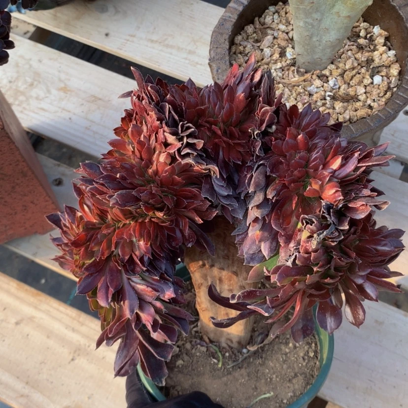 【闪购商品】反**色280法师