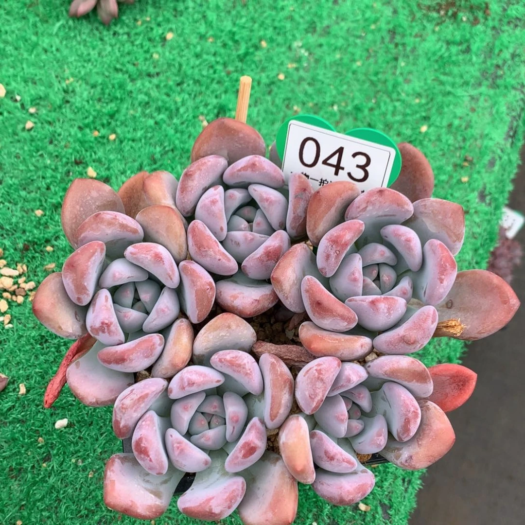 丸叶奥普无砍平头043