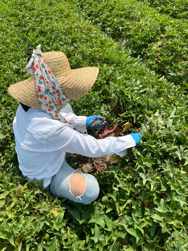 正宗海南东方五里香地瓜粉糯甘甜中大瓜10斤含纸箱