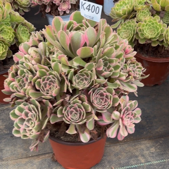 瑞妈多肉园艺400妖月